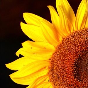 Meet your Posher, Dana